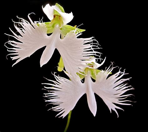 How To Grow The White Egret Flower Pecteilis Radiata The Garden Of Eaden