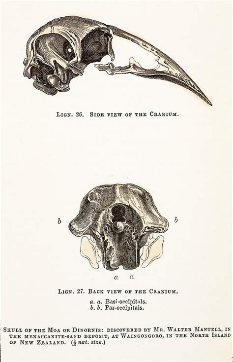 1851 Dinornis Moa Skull Discovery Photograph By Paul D Stewart Fine