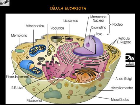 Y La Vida Evolucionó Estructura Membrana Plásmática Eucariota 315