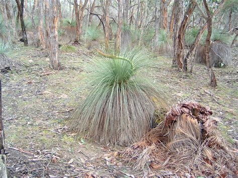 Grass Tree A Grass Tree On The Victoria Valley Granite Gr Flickr