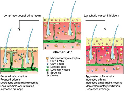 Frontiers Inflammation And Lymphatic Function
