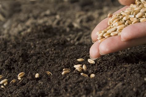 Growing Wheat From Seeds Food Gardening Network