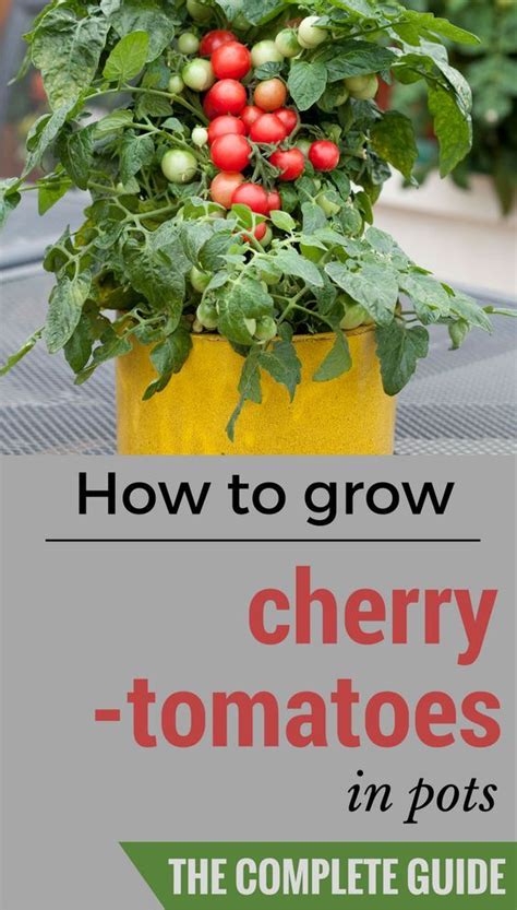 How To Grow Cherry Tomatoes In Pots The Complete Guide Growing