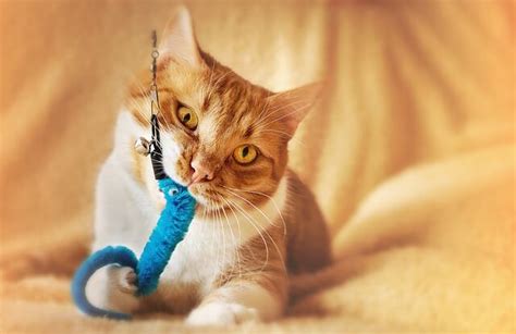 The 15 Best Interactive Cat Toys For Indoor Cats In 2022 Buyers Guide