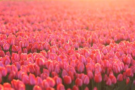 Field Of Pink Tulips In The Sunset Light Stock Photo Image Of