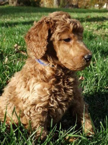 Darla's dark red standard poodles, sold as pets and or service/ therapy work. AKC Red Standard Poodle Puppies for Sale in Bowling Green ...