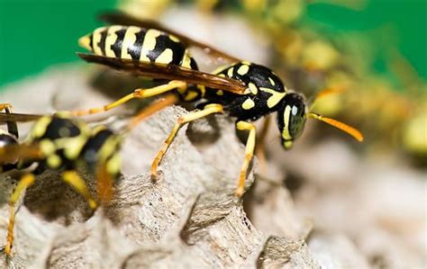 Types Of Wasps Threatening Middle Tennessee Residents