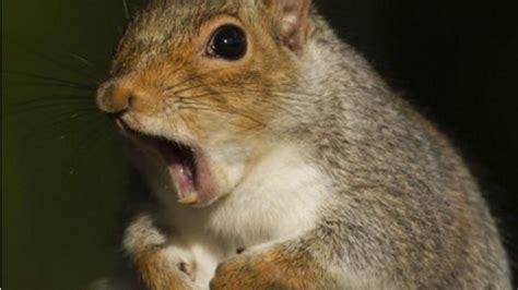 Squirrel Goes On Mad Rampage In Florida Nursing Home Earth Changes