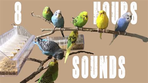 Budgie Sounds Voices Singing Chirping Chattering And Shouting 8 Hours