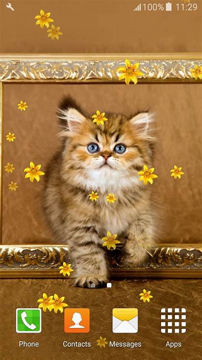 Persian Cats Wallpapers