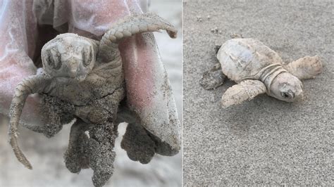 Rare White Sea Turtle Found On South Carolina Beach Ktla