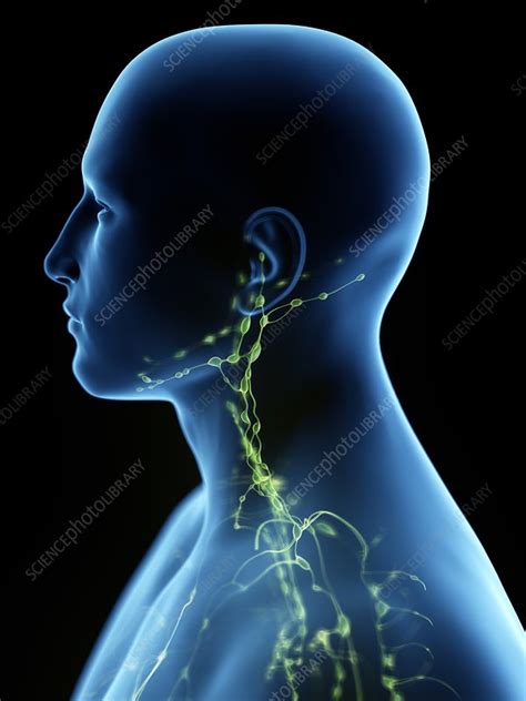 Lymphatic System Of The Neck Illustration Stock Image F0267582