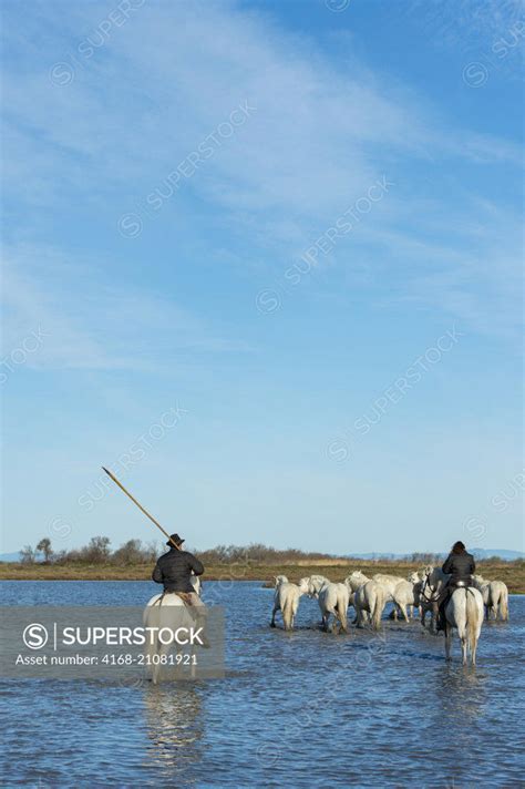 Guardians Camargue Cowboys Herding Camargue Horses Through The