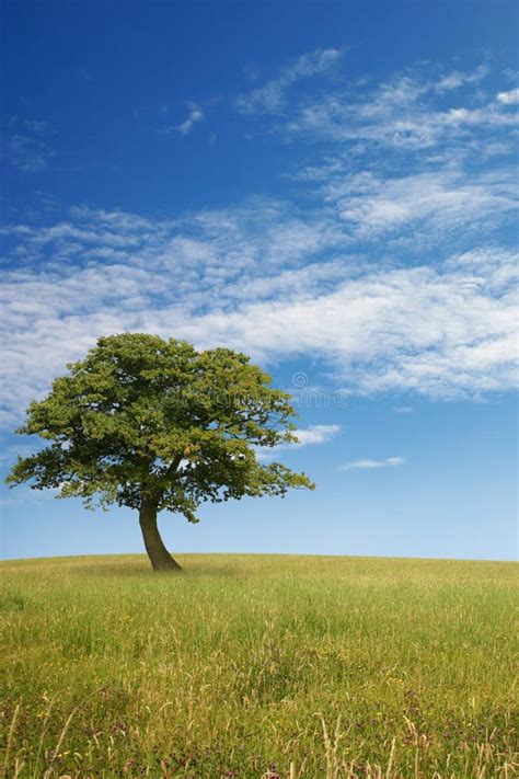 Lone Tree Stock Image Image Of Single Field Horizon 20464985