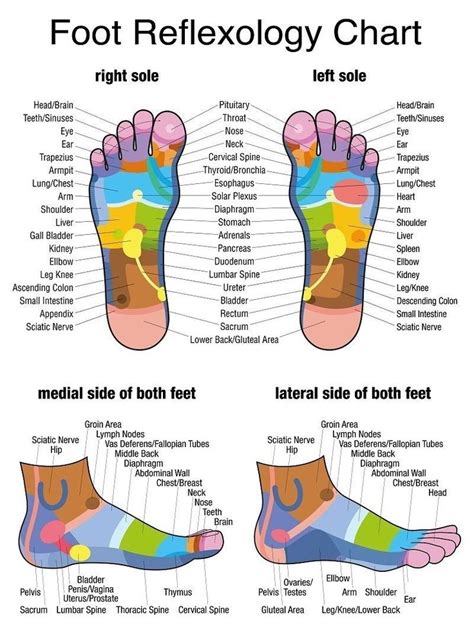 Pin By Thích Ngắm On Massage Reflexology Foot Chart Reflexology