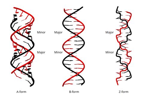 Dna Forms And Rna Structure Dmitry Ms Traning Site
