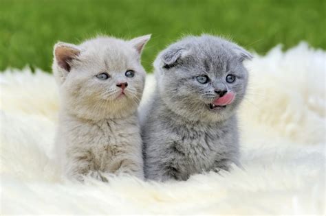Chats mignons chats drôles vidéos de chat j'aime les chats. 10 photos de chats mignons au cas où vous ne sachiez pas ...