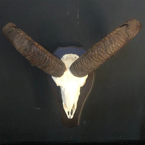 Mouflon Trophy Skull On Custom Shield Ovis A Musimon Catawiki