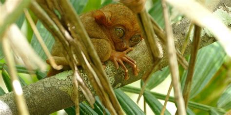 The Adorable Wildlife Of The Philippines Above And Below The Water