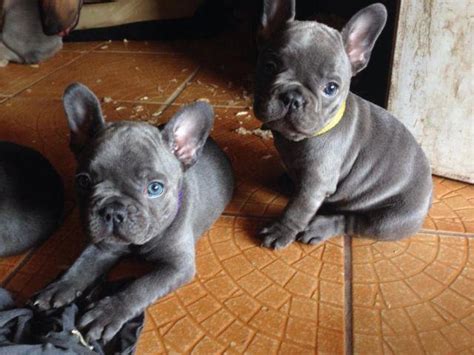 We first fell in love with the. Blue French bulldogs for Sale in Phoenix, Arizona ...