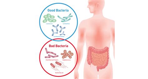 Review Examines The Role Of Oral Pathobionts In Systemic Diseases Gut Microbiota For Health