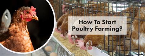 How To Start Poultry Farming How To Start Poultry Farming Business
