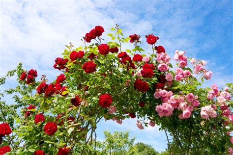 15 Best Climbing Roses For Garden Shade Horticulture