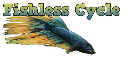 They produce ammonia faster than the bacteria can grow, so they will so now you know how to cycle a fish tank, have at it and create a chemically stable, clean and healthy environment for. How To Cycle A Betta Tank - YouTube
