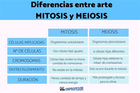 Diferencias Entre La Mitosis Y La Meiosis Resumen F Cil