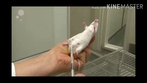 Handling Of Experimental Animals Mice And Rats Youtube
