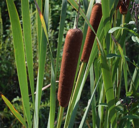 Our Wild Food Profile Of Cattails For 2022