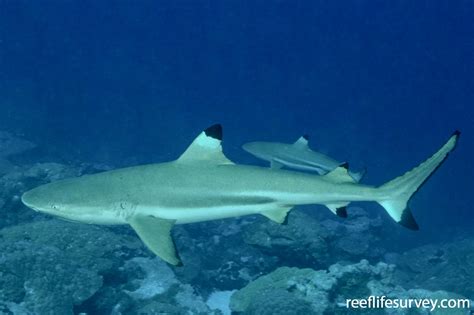 Carcharhinus Melanopterus Blacktip Reef Shark