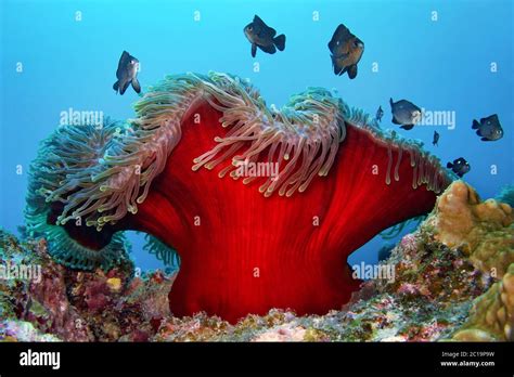 Magnificent Sea Anemone With Threespot Dascyllus Heteractis