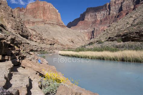 Brittlebush Blooms Over Visitor At Little Colorado River Grand Canyon