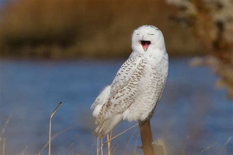 Snowy Owl Yawning Photograph By Stephanie Mcdowell Fine Art America