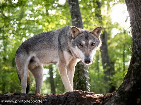 Ils volent avec des ailes. Image D Animaux De La Foret - Arouisse.com