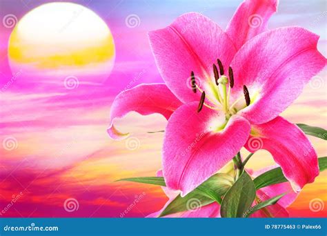 Lilac Sunset Stock Image Image Of Ideal Floral Desire 78775463