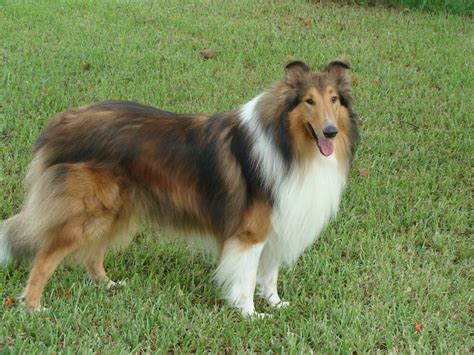 Find your new companion at nextdaypets.com. Collies for Sale in Florida