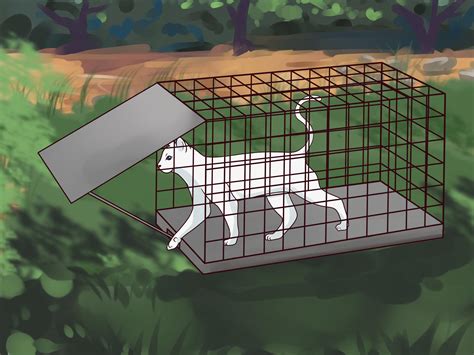 How To Trap Cats Steps With Pictures WikiHow