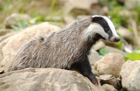 European Badger The Animal Facts Appearance Diet Habitat Behavior