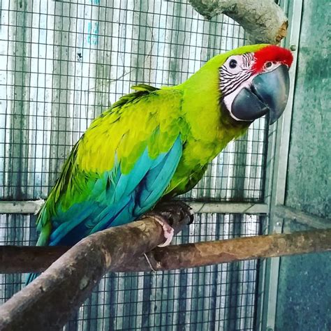 Buffongreat Green Macaws For Sale Terrys Parrot Farm