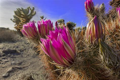 Blooming Spring Cactus Joshua Tree National Park The Simple Hiker