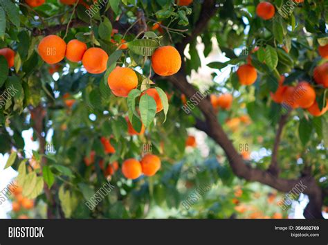 Orange Tree Ripe Image And Photo Free Trial Bigstock