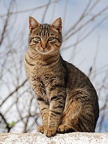 tabby cat simple english wikipedia   encyclopedia