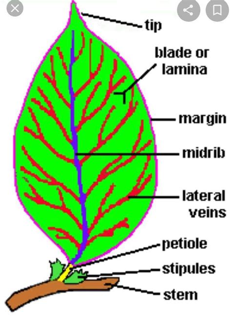 Draw A Labelled Diagram Of The External Structure Of A Leaf