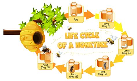 Diagram Showing Life Cycle Of Honey Bee 1879161 Vector Art At Vecteezy