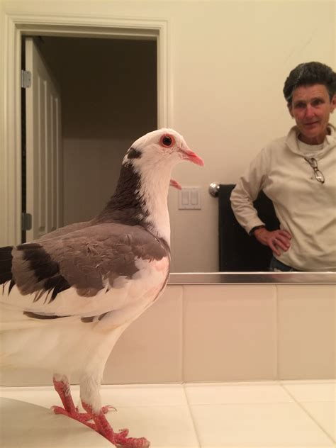 How To Care For A Rescued Pet Pigeon For Newbies