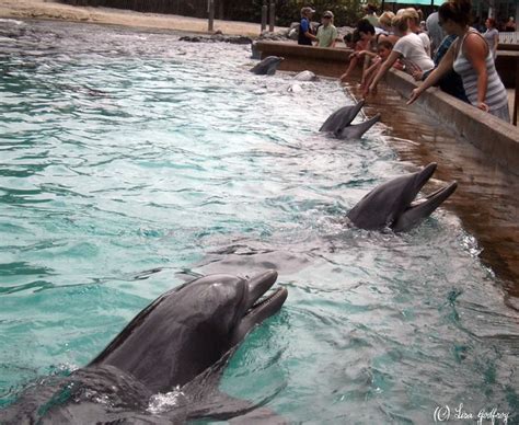 Dolphin Cove Seaworld Orlando P9060047 Flickr Photo Sharing