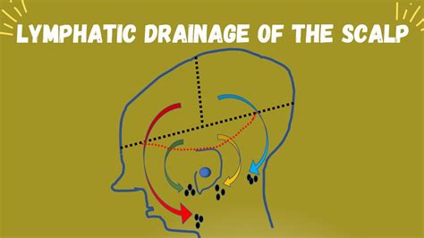 Scalp Part 4 Lymphatic Drainage Of The Scalp Youtube