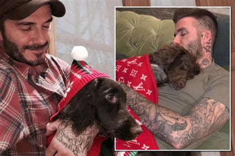 David Beckham Fans Rage As He Wraps Dog In Louis Vuitton